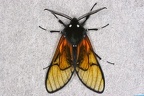 Dasysphinx volatilis 7 2