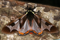Dysschema sp  14 2