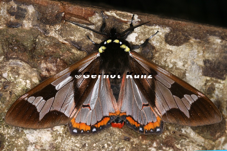 Dysschema_sp__14_2.jpg