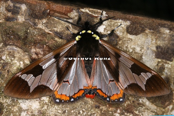 Dysschema sp  14 2