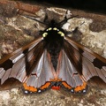 Dysschema sp  14 2