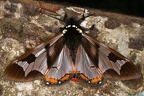Dysschema sp  14 2