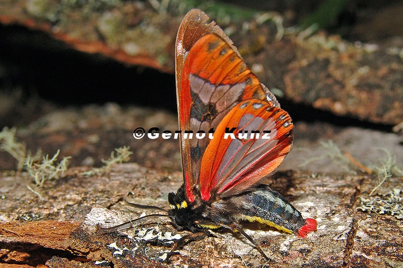 Dysschema_sp__19_2.jpg
