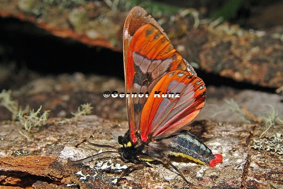Dysschema sp  19 2
