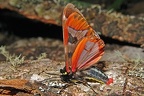 Dysschema sp  19 2