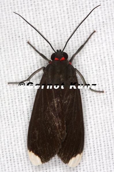Episcepsis_thetis_3_2.jpg