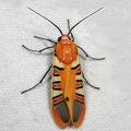 Gorgonidia cf  buckleyi 3 2
