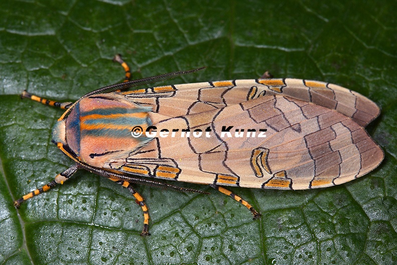 Halysidota_orientalis_8_2.jpg