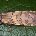 Halysidota orientalis 8 2