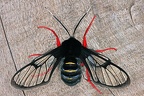 Homoeocera gigantea  Red-legged Bumble-moth 1 2