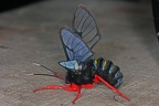 Homoeocera gigantea  Red-legged Bumble-moth 2 2