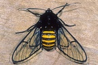 Homoeocera sp  cf   Yellow striped Bumble-moth  4 2