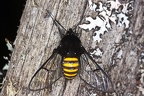 Homoeocera sp  cf   Yellow striped Bumble-moth  5 2