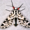 Hypercompe sp  13 2