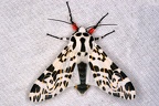 Hypercompe sp  13 2