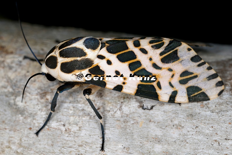 Hypercompe_sp__4_2.jpg