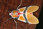 Idalus carinosa 14 2