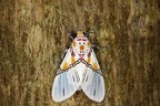 Idalus crinis 2 2