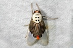 Idalus sp  15 2