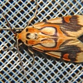 Idalus sp  cf  2 2