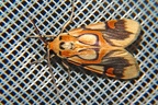 Idalus sp  cf  2 2