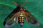 Isanthrene cf  crabroniformis  Wasp Tiger Moth 2 2