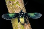 Macrocneme sp  2 2