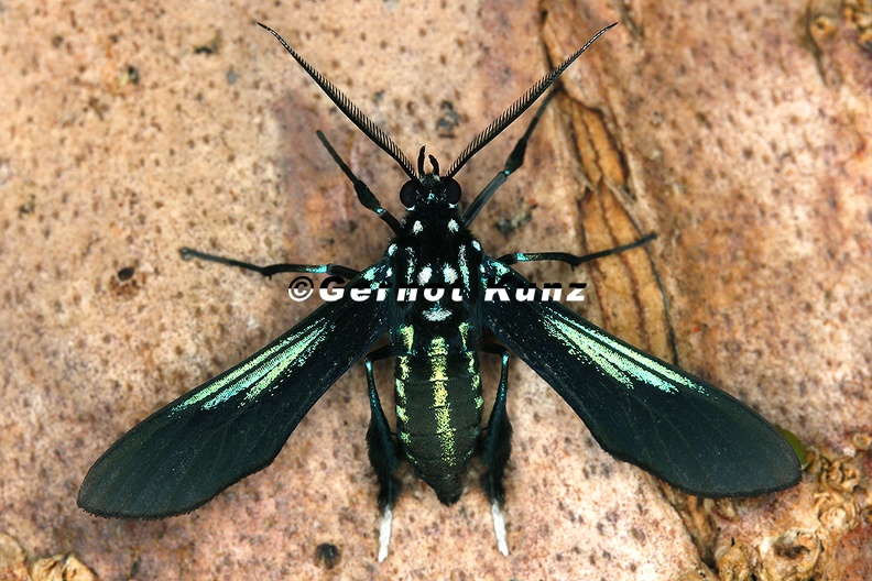 Macrocneme_sp__5_2.jpg