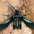 Macrocneme sp  5 2