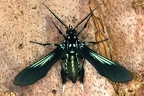 Macrocneme sp  5 2