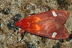 Melese sp  cf  1 2