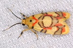 Nodozana hieroglyphica 1 2