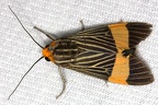 Ordishia sp  1 2