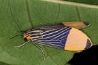 Ordishia sp  3 2