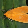 Ormetica sicilia 1 2