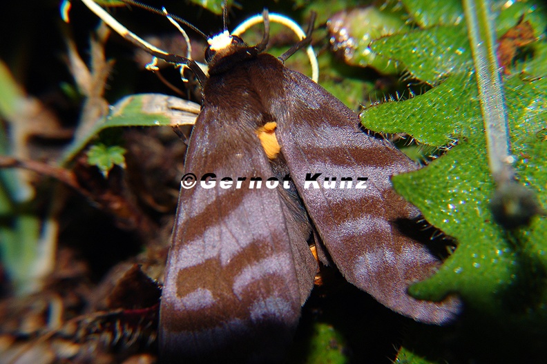 Pachydota__drucea_or_iodea_1.JPG