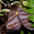 Pachydota  drucea or iodea 1