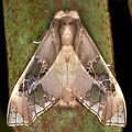 Parathyris cedonulli 3 2