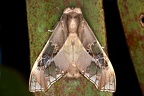 Parathyris cedonulli 3 2