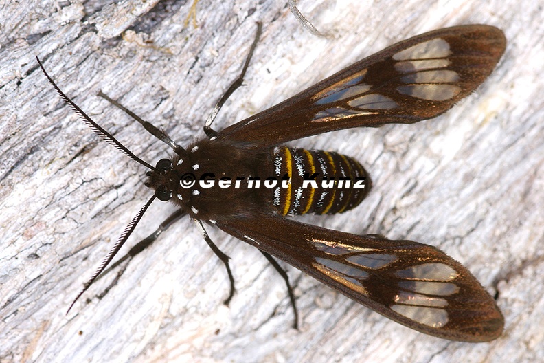 Phaenarete_diana_1_2.jpg