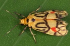 Prepiella sp  cf  1 2