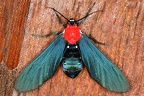 Psoloptera basifulva  9 2