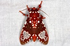 Rhipha flammans 1 2