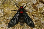 Saurita phoenicosticta 2 2