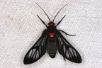 Saurita phoenicosticta 3 2