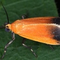Talara cara 13 2
