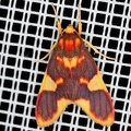 Trichromia sp  4 2
