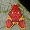Trichromia sp  9 2