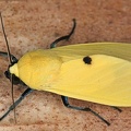 Viviennea salma