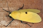 Viviennea salma